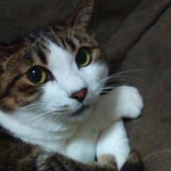 みゃおのトーク