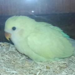 ゆっぴ🍀のトーク