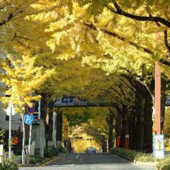 名古屋のイチョウ並木