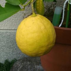 ココナッツ檸檬