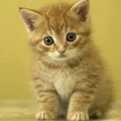 やっぴーのトーク