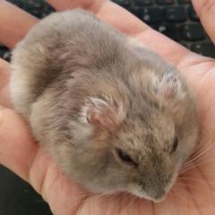 プルート@香港