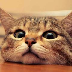 マイアミキャット