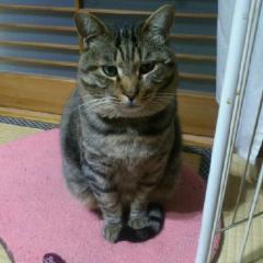 とらごろう