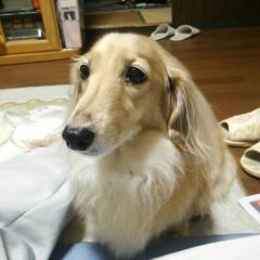 まるかん