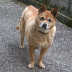 ポチ