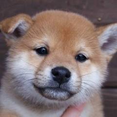 お試し味噌煮込み