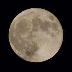 ミキッティーノ