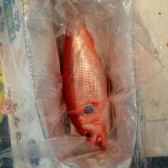 きたりえ！さや姉推し🐟のトーク