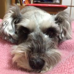 ゆんかーす
