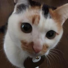 なな