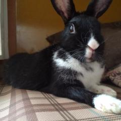 はなのトーク☻