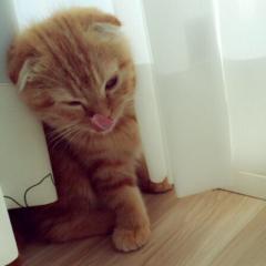 まるちゃんファンクラブ(非公式)