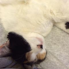 かずきのトーク