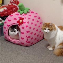 sakura shiroのトーク