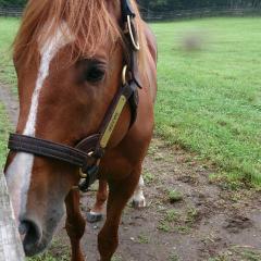 ひよまる@たんにん