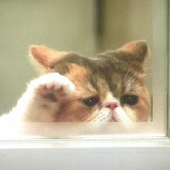 もっち