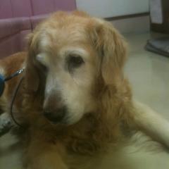 よしちゃんのトーク