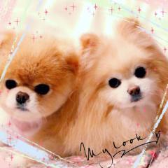 ひまだからかまってほしいの❣️