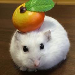はむここ
