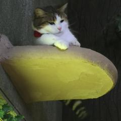 kapekちゃん @ マカオ