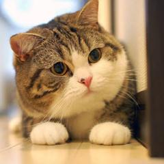 星野涼真のトーク