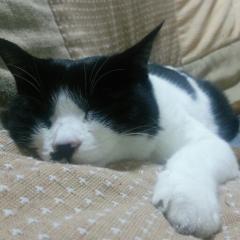 ～千景くんの部屋😸～