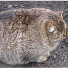 優乃木