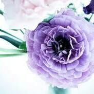 アグネスの世界