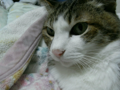 toramaru