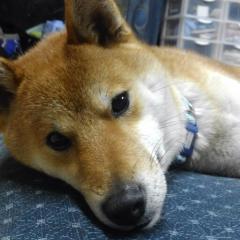 しゅん