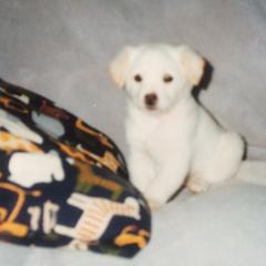 JOE
