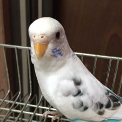シューモ