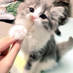 🐈ねこふぃぃ🐈