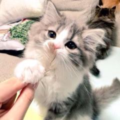 ねこひーの、本音で来てくださいノリな部屋