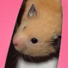 あおこちゃんとのトーク