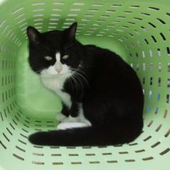 猫好きなひといますか？