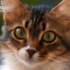 ダイエット仮面1号