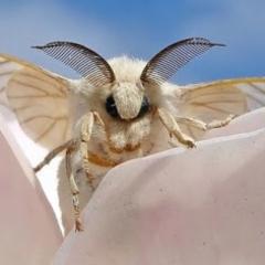 うっほうっほほのトーク