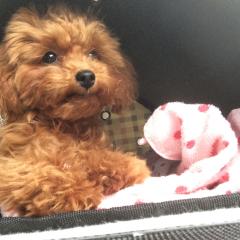 しゅがー