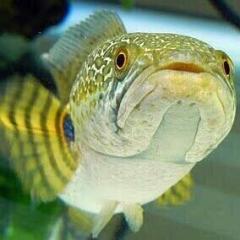 夢来咲まちゃのトーク