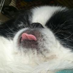 のんたのトーク