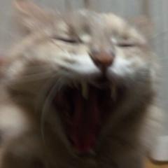 ニャーー！