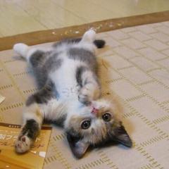 mixchannelやってる人来て〜！