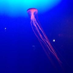 くらげ  高３受験生 あしゅ神推し