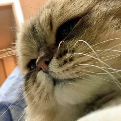 シャムネコのトーク