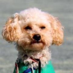 くそゴリラ♪（偽物公認）