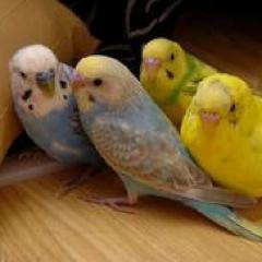 暇人トーク🐦🐦🐦