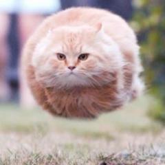 宿題はペットのヤギに食べられました。