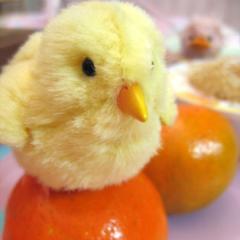 ひよっこのトーク